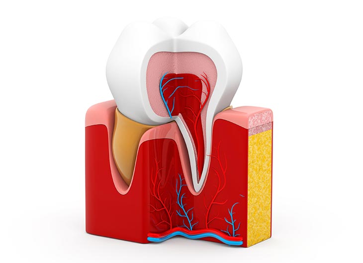 Kanal tedavisi süreci anatomisi | Ankara endodonti Dt. Meryem Ülkü Göçmenoğlu